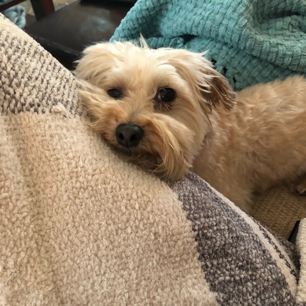 Meet your Posher, Rachel